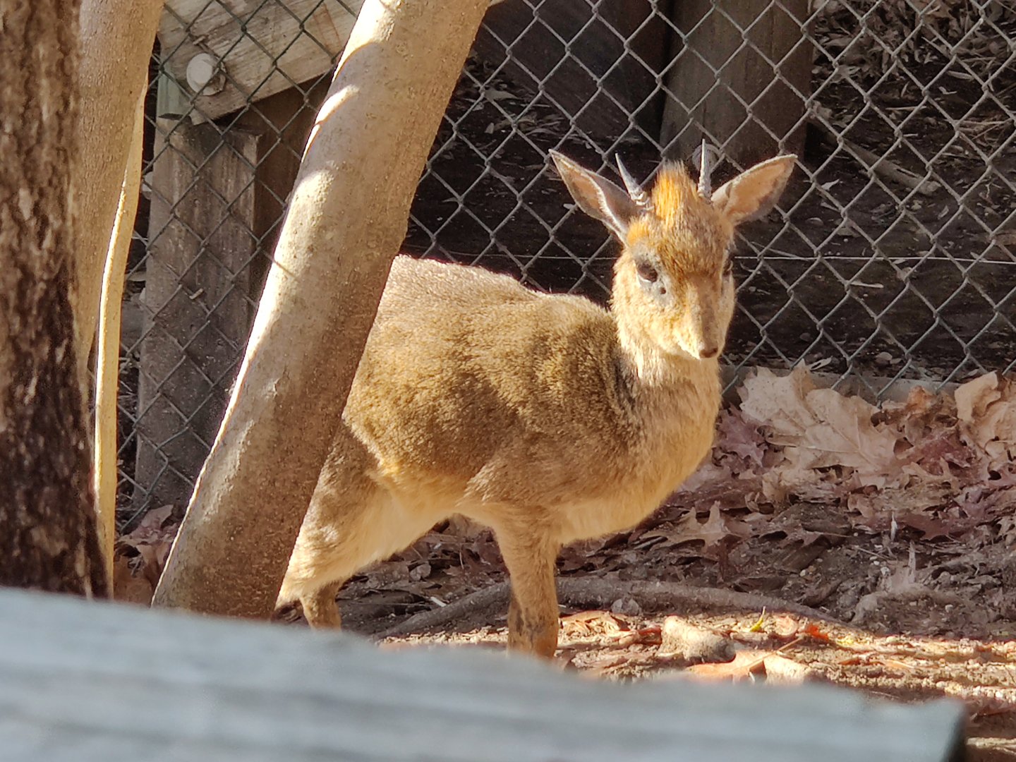 Gunther's Dik-Dik(Madoqua guentheri)