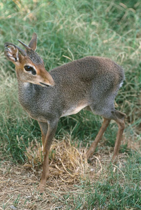 gunthers dik dik, May 25, 2009
