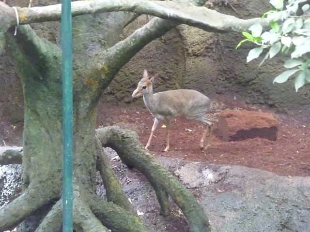 Günther's Dik-dik