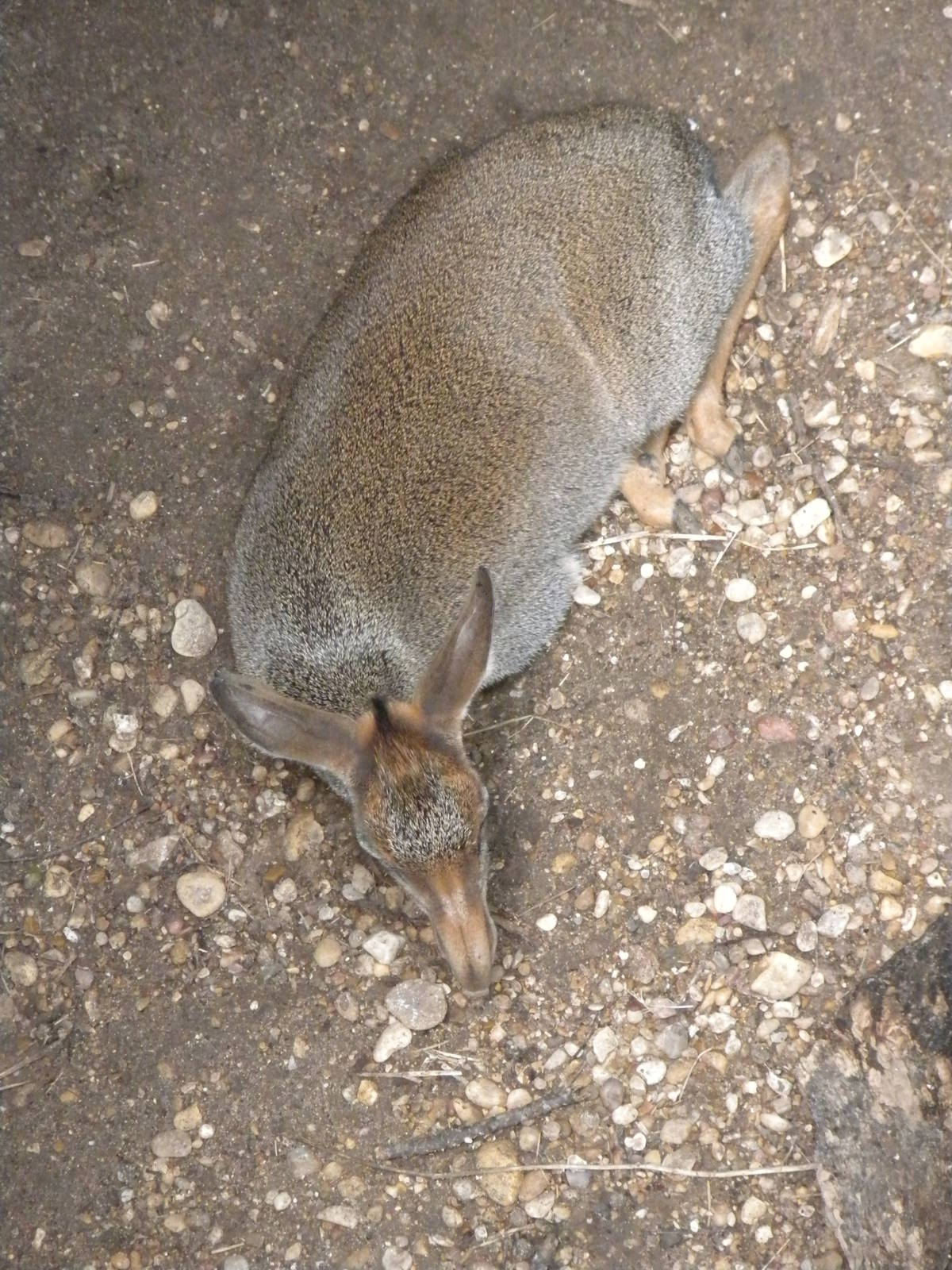 Gunther's Dik-Dik