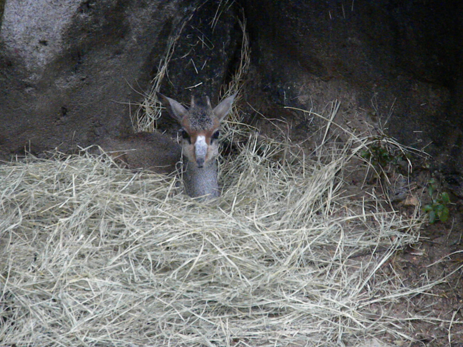 Gunther's Dik-Dik