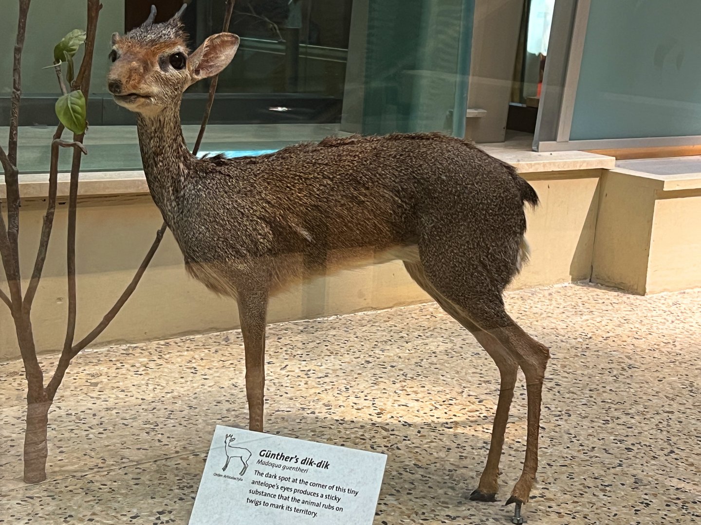 Gunther's Dik-Dik