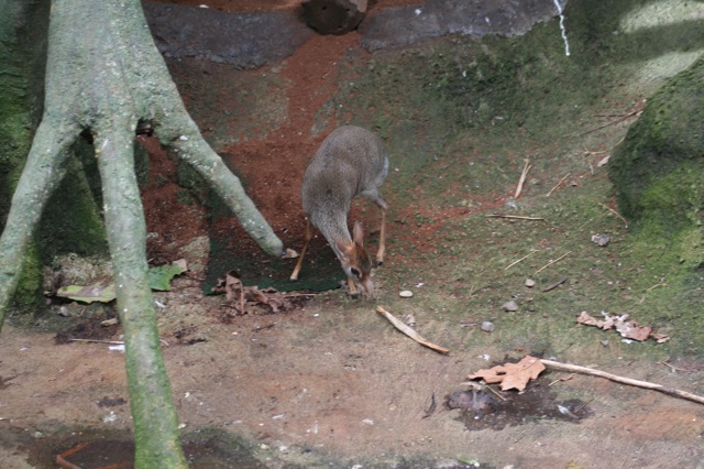 Günther's Dik-dik
