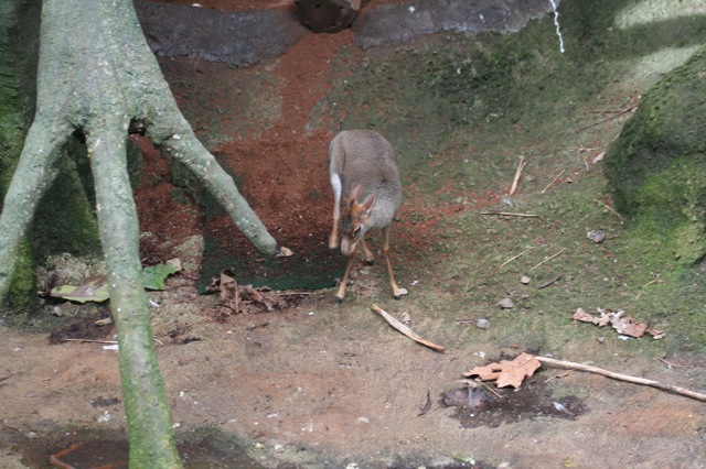 Günther's Dik-dik