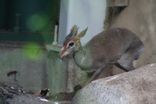 Günther's Dik-dik