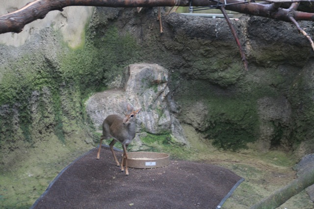 Günther's Dik-dik