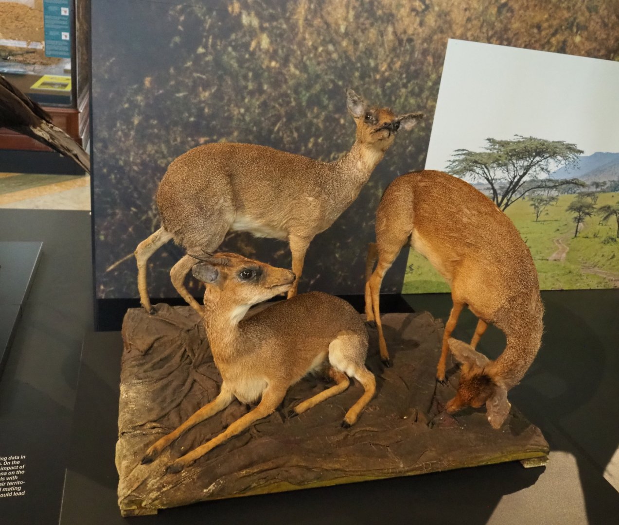 Günther's dik-diks (Madoqua guentheri) specimens, 2021-10-20