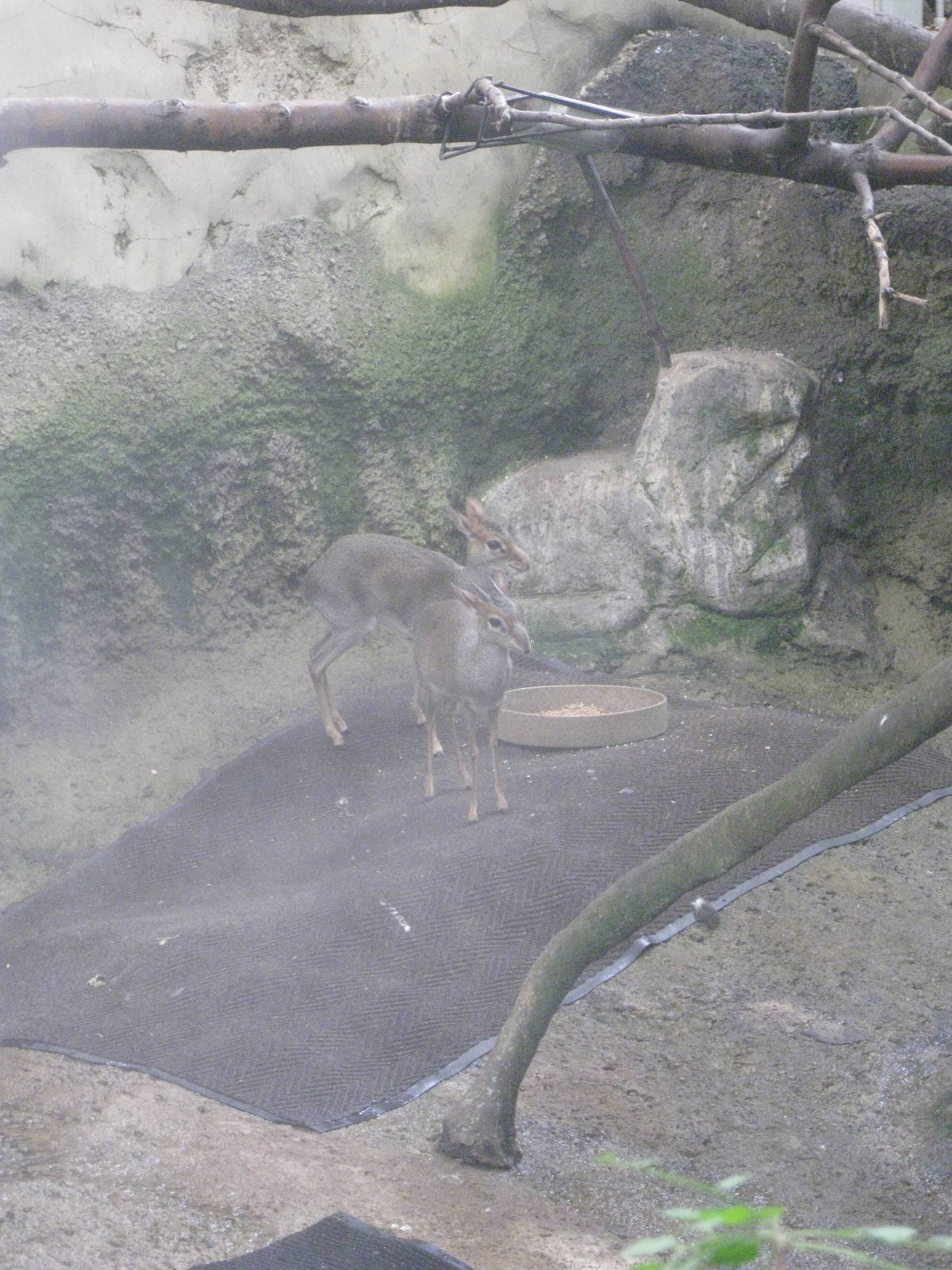 Günther's Dik-diks