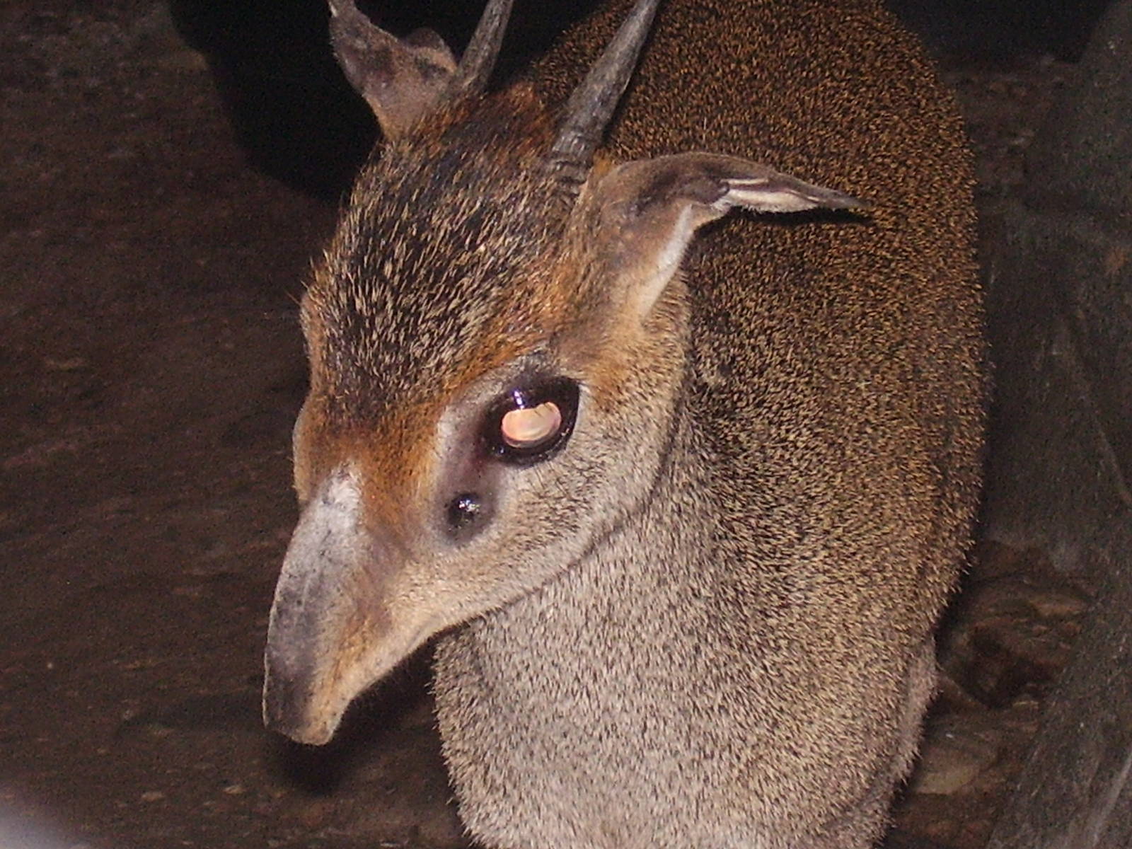 Gunthers Dikdik- Staten Island Zoo MAY07 II