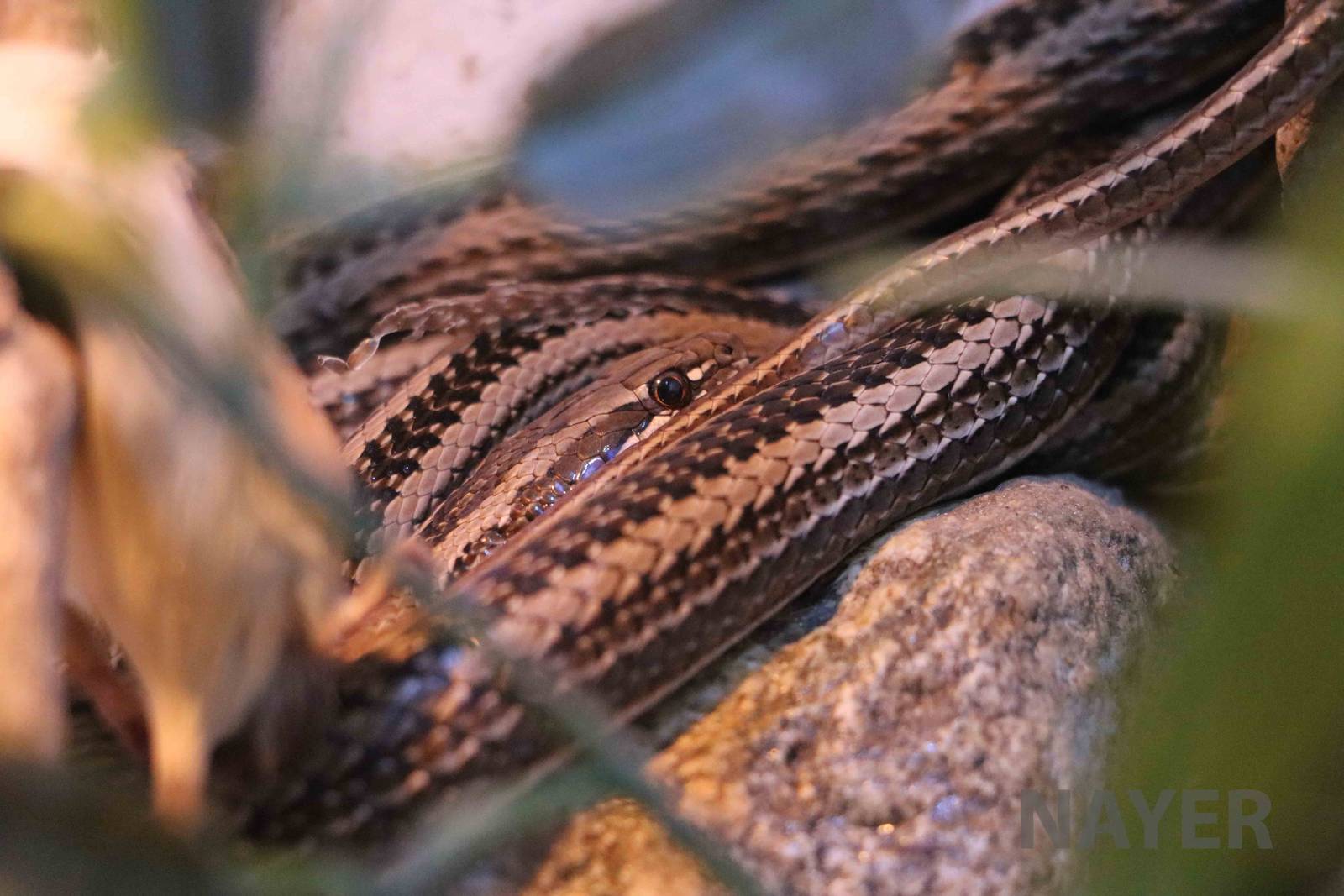 Gunther's green racer, Serpentario Machaqway - April 2016.