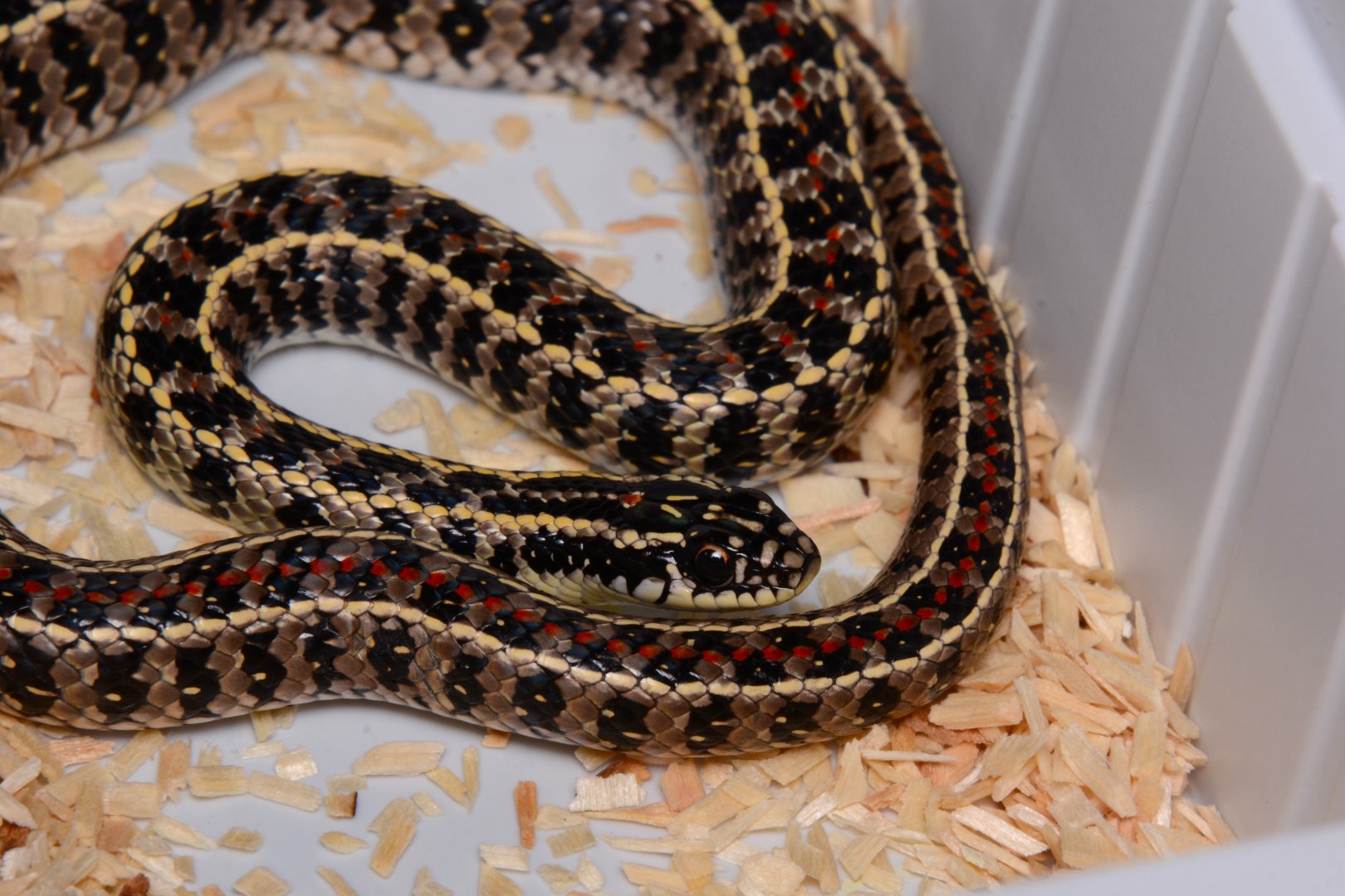 Gunther's striped snake (Lygophis anomalus)