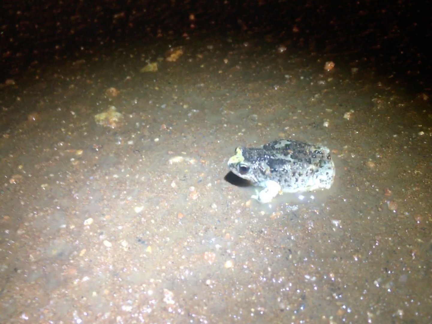 Günther’s Toadlet (Pseudophryne guentheri)