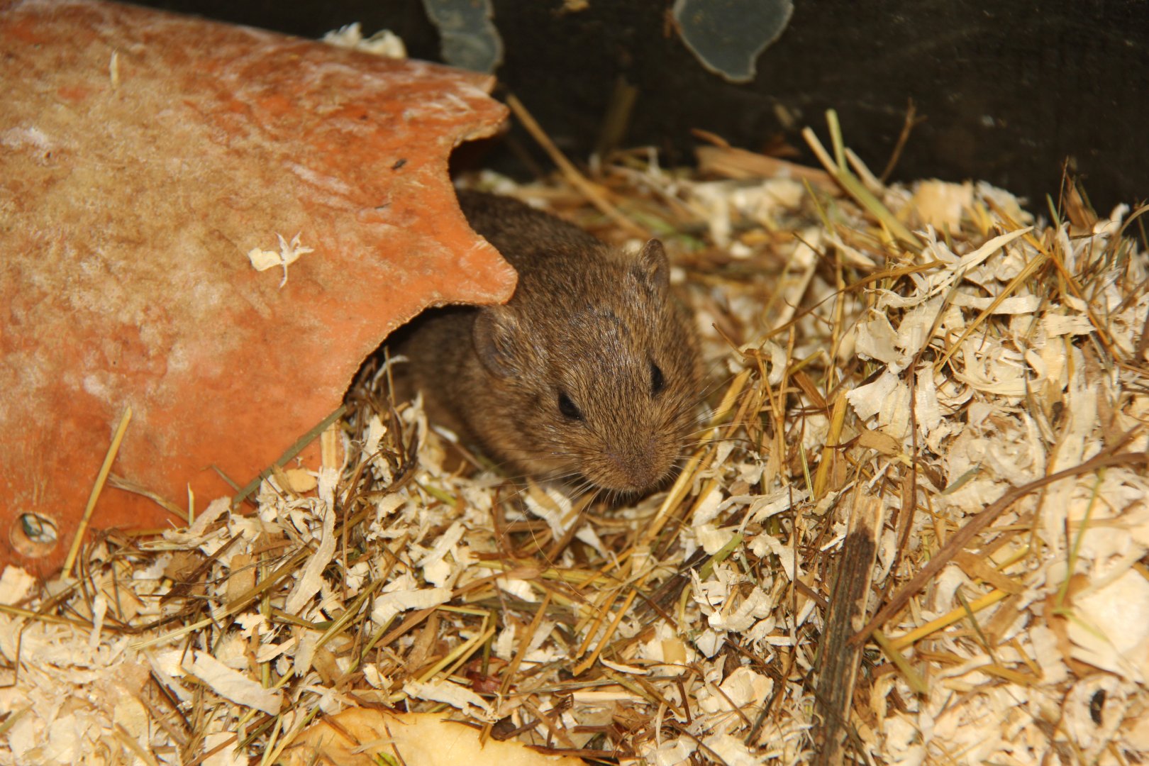Günther's vole (Microtus guentheri)