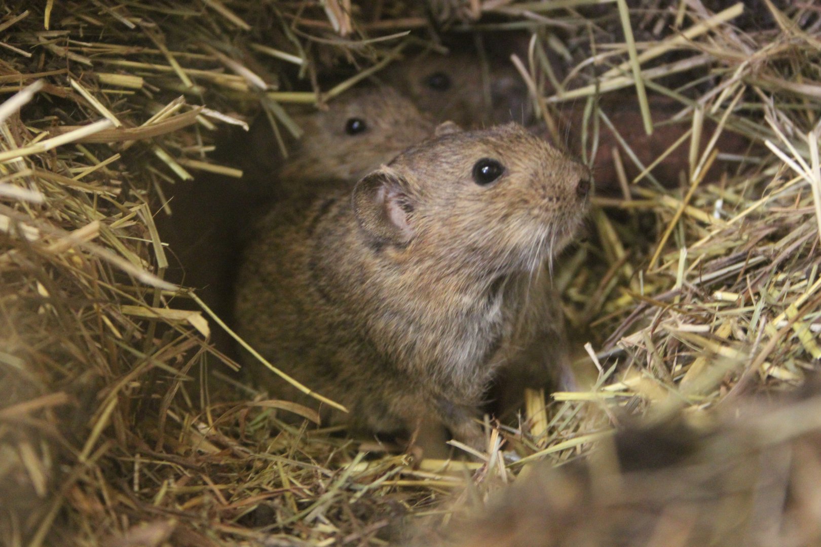 Günther's vole (Microtus guentheri)