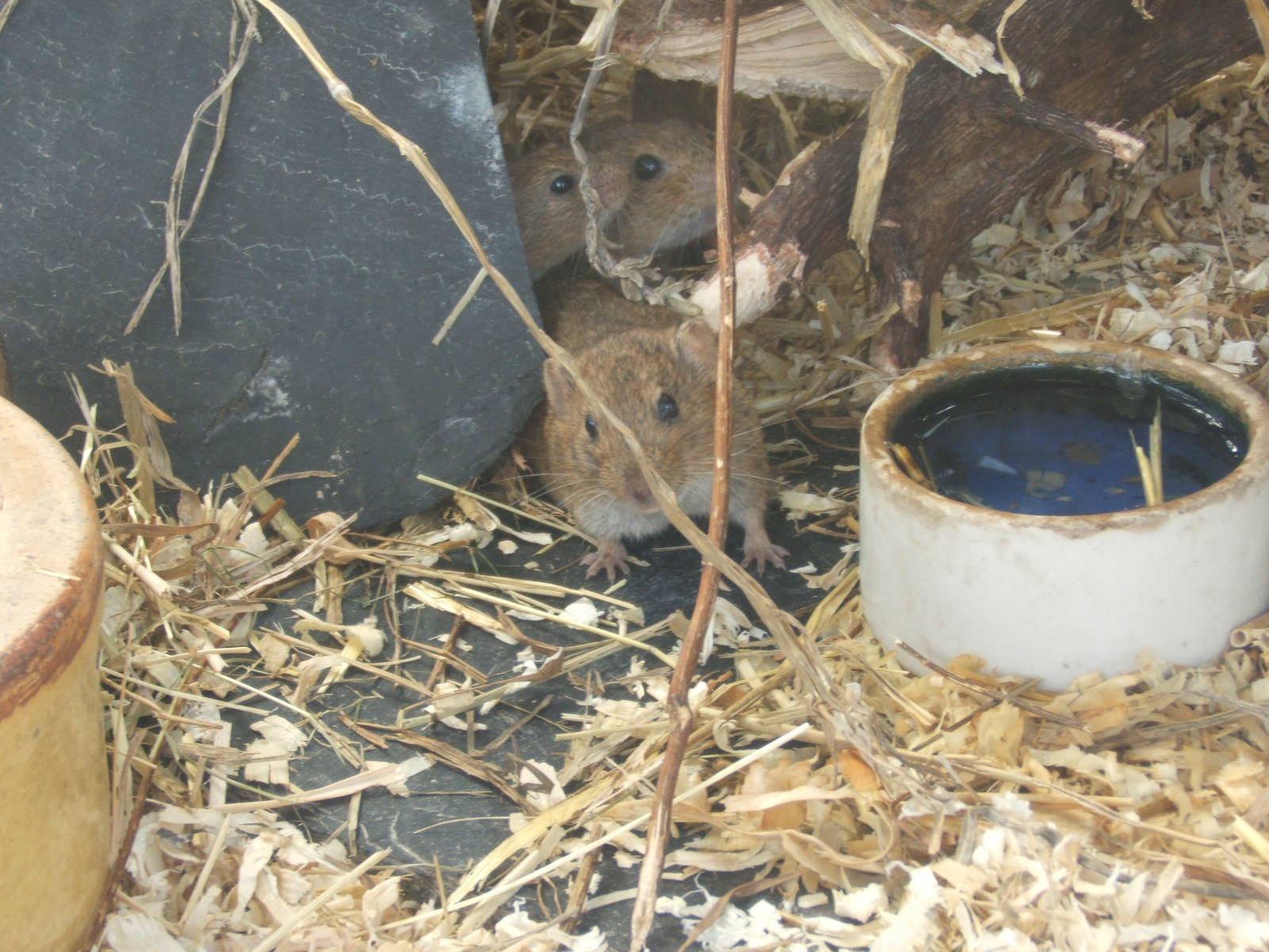Gunthers Vole (Microtus guntheri)