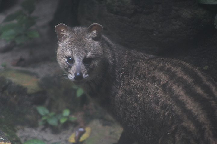 Gunung-Muria small civet (Viverricula indica muriavensis)