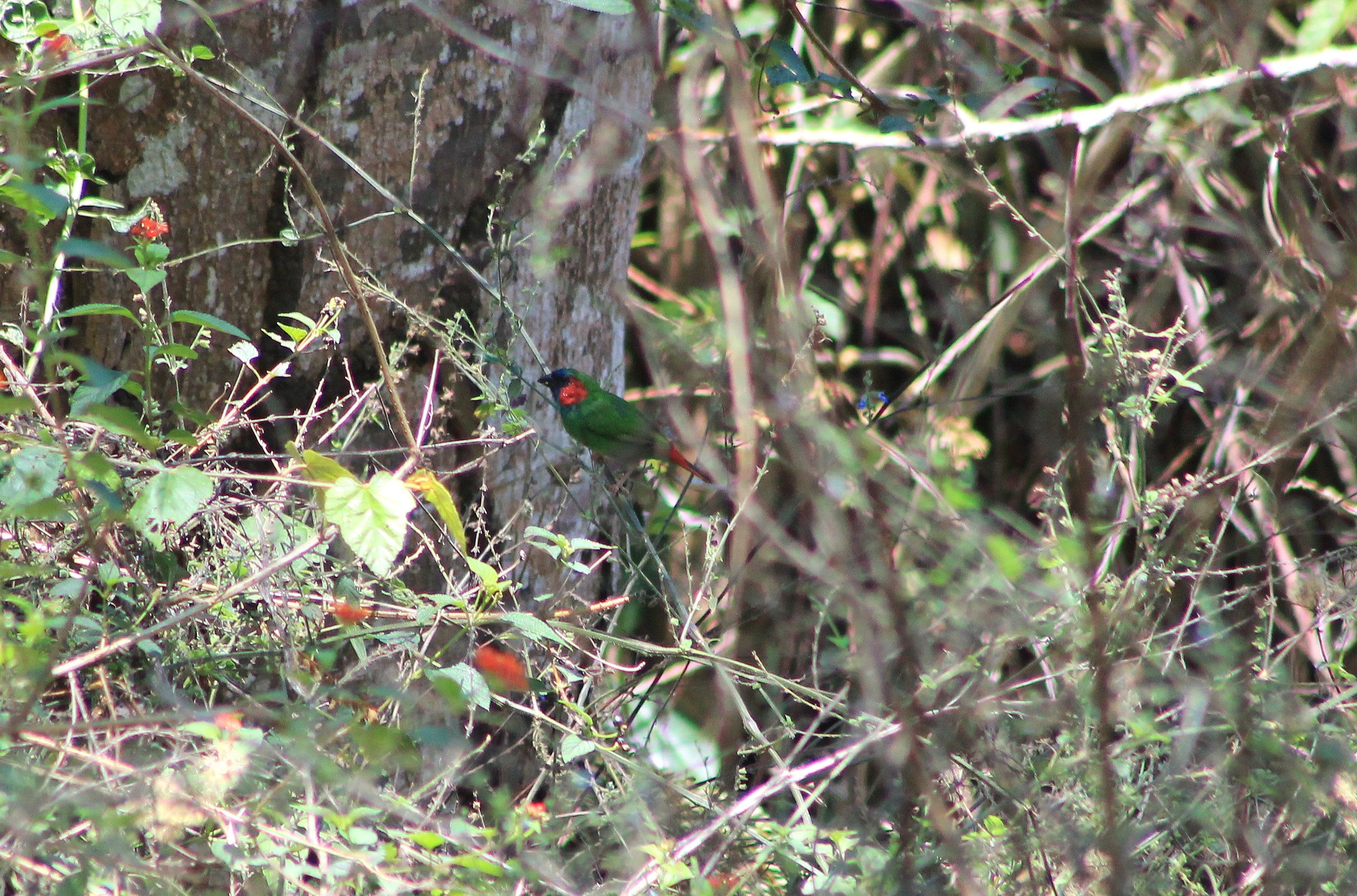 Gunung Mutis Parrotfinch (Erythrura sp.)