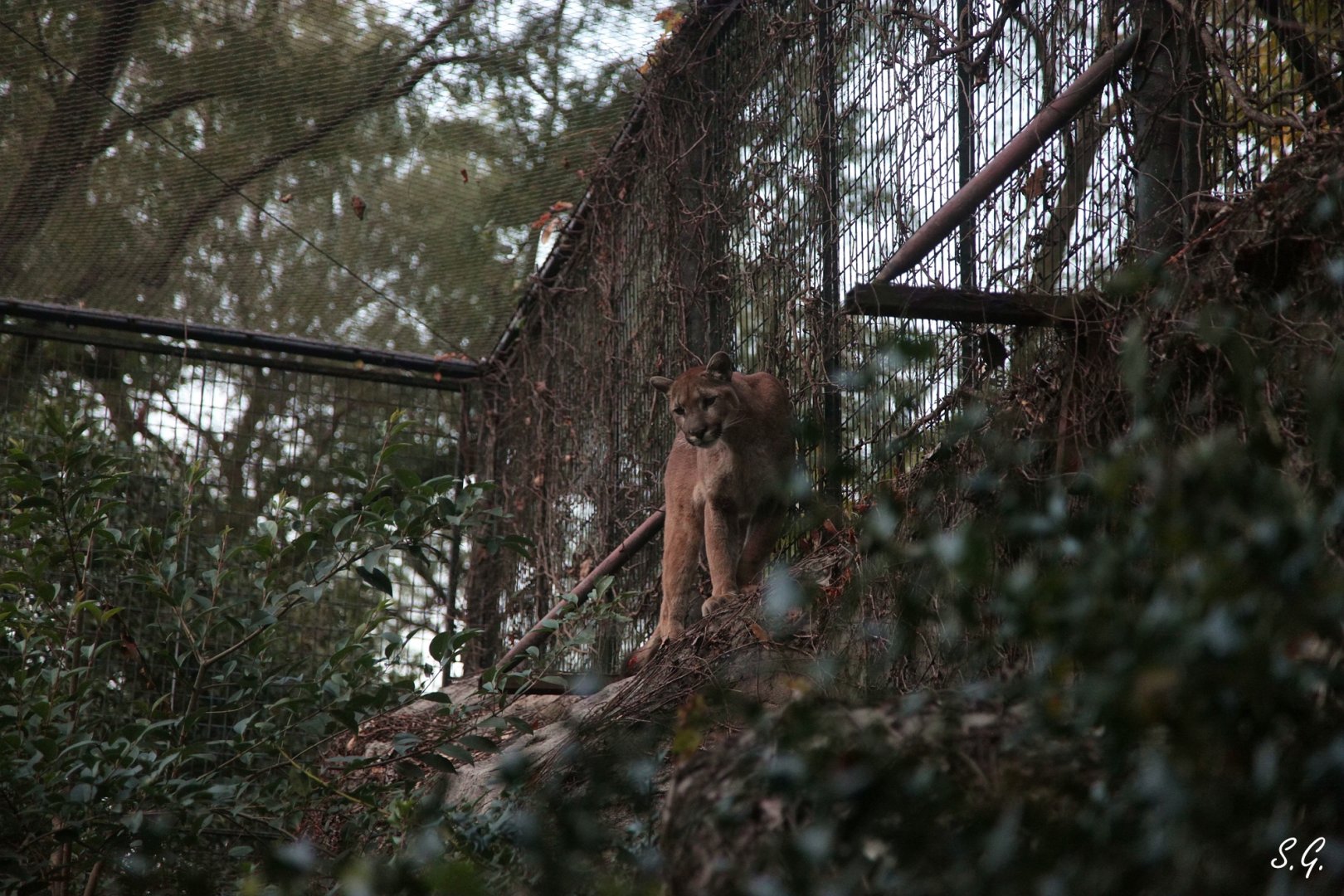 Guo Guo the cougar climbing onto the rock