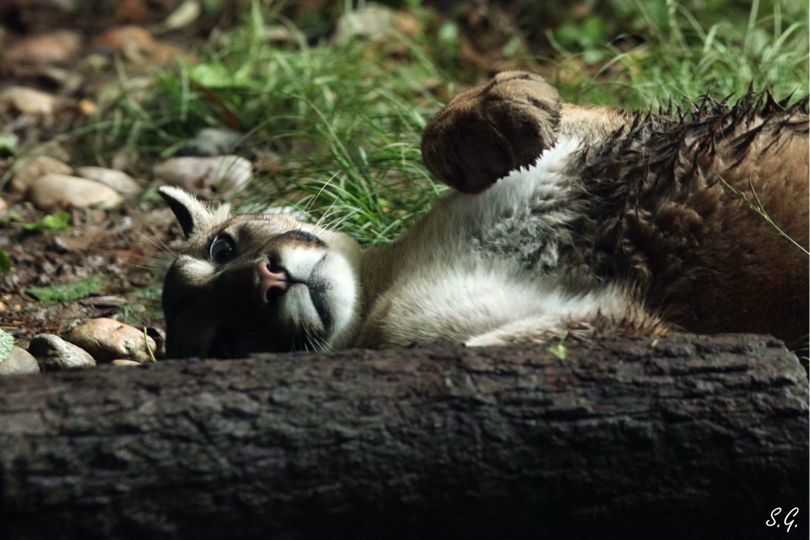 Guo Guo the female cougar