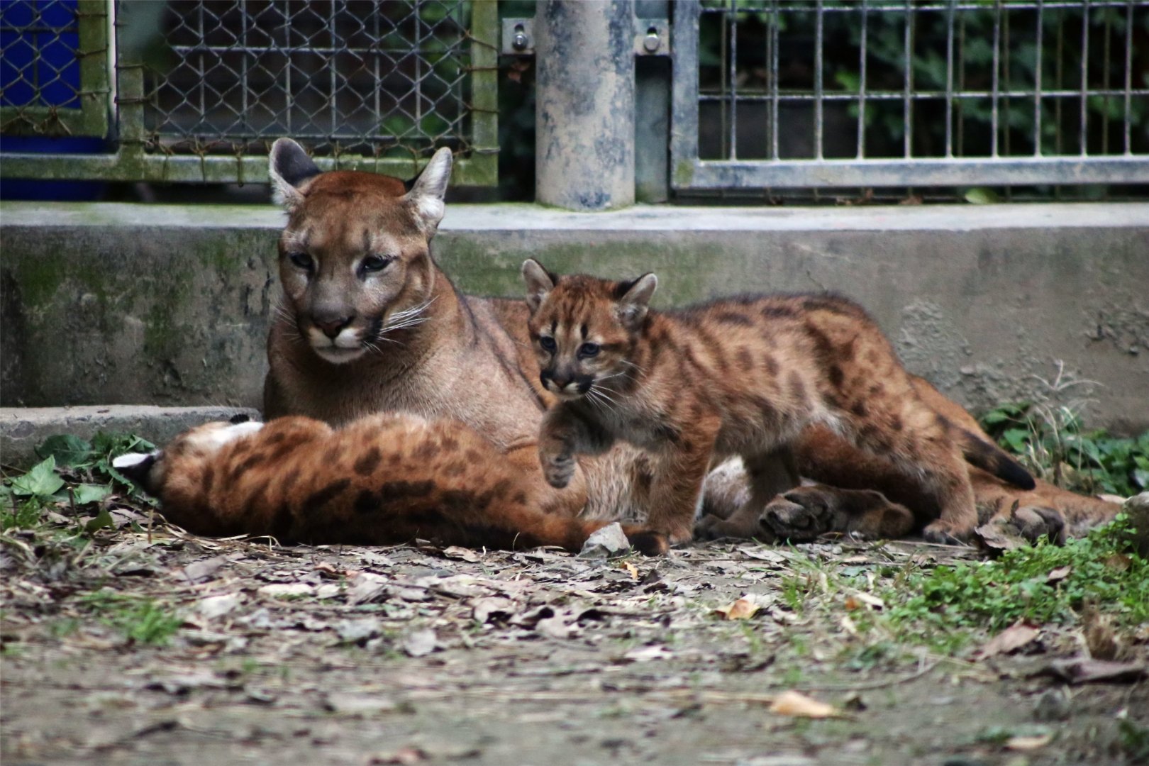 Guoguo and Her Cubs