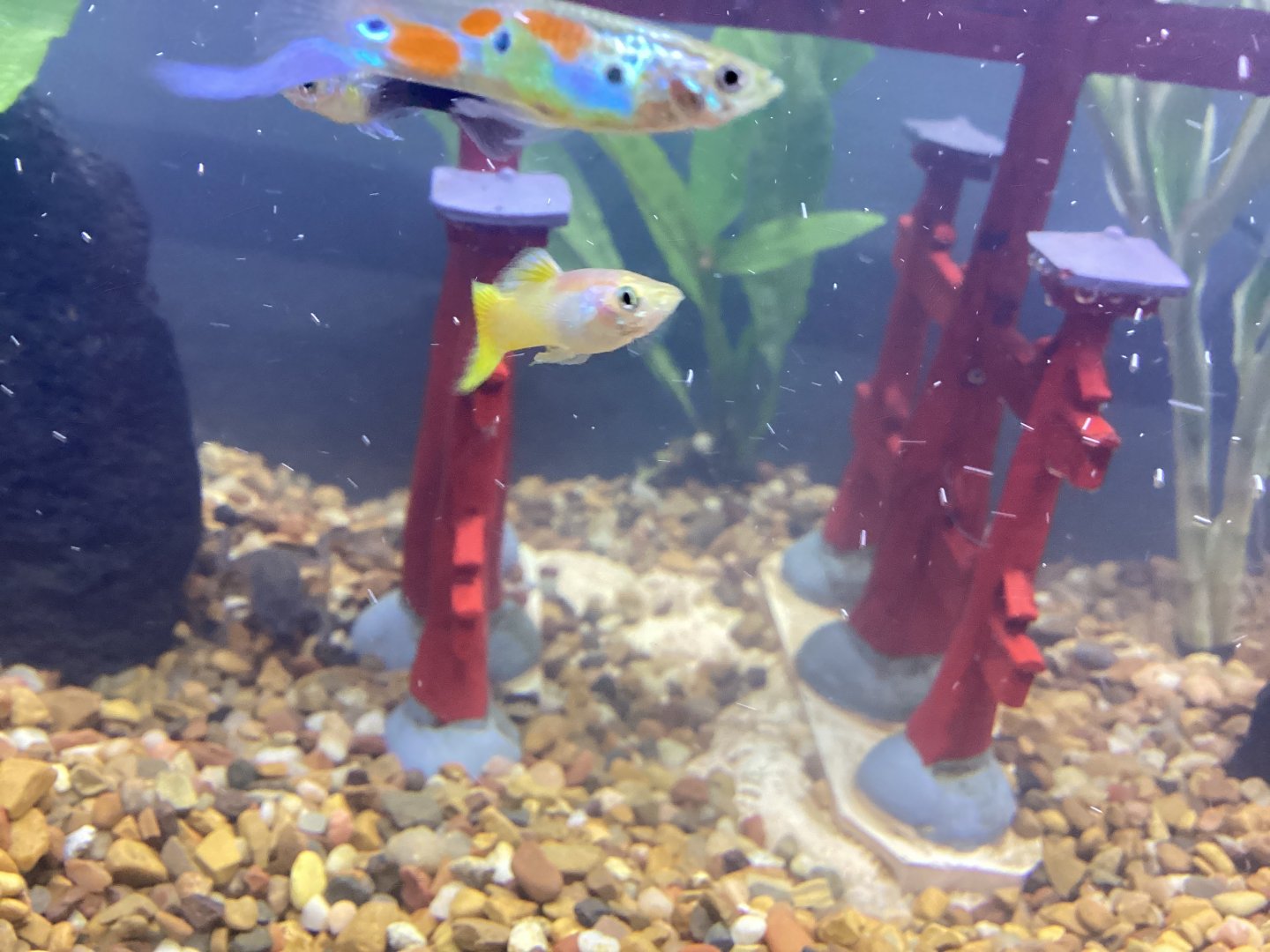 Guppies with an African Dwarf Frog in the Background