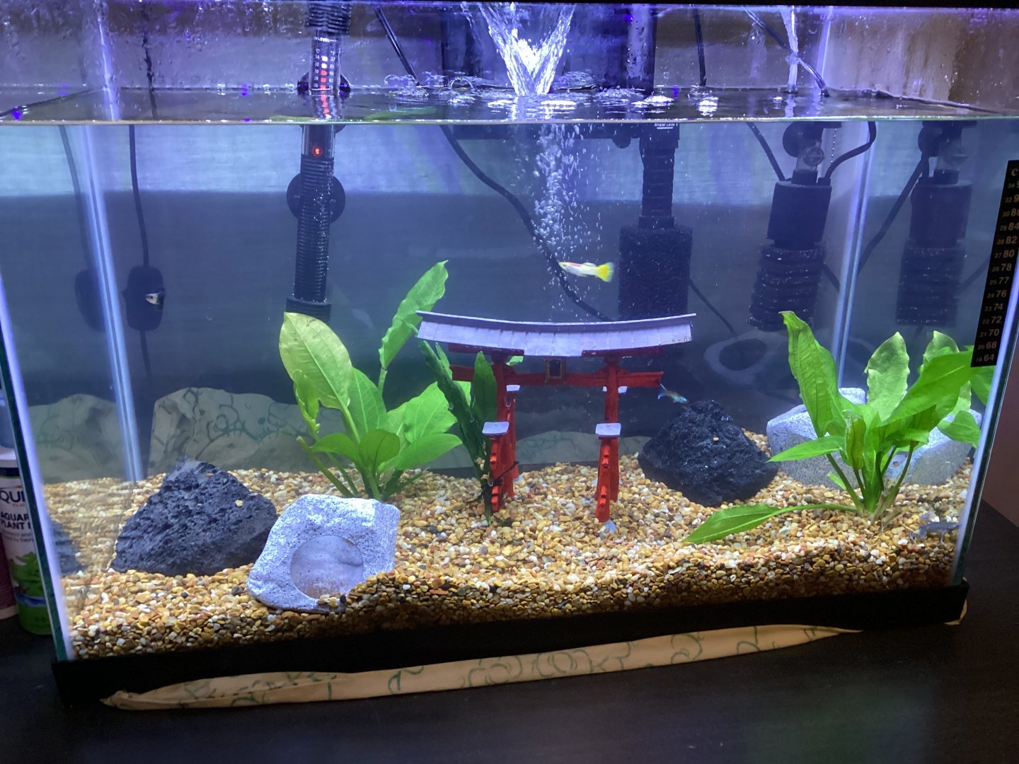 Guppy and African Dwarf Frog Tank
