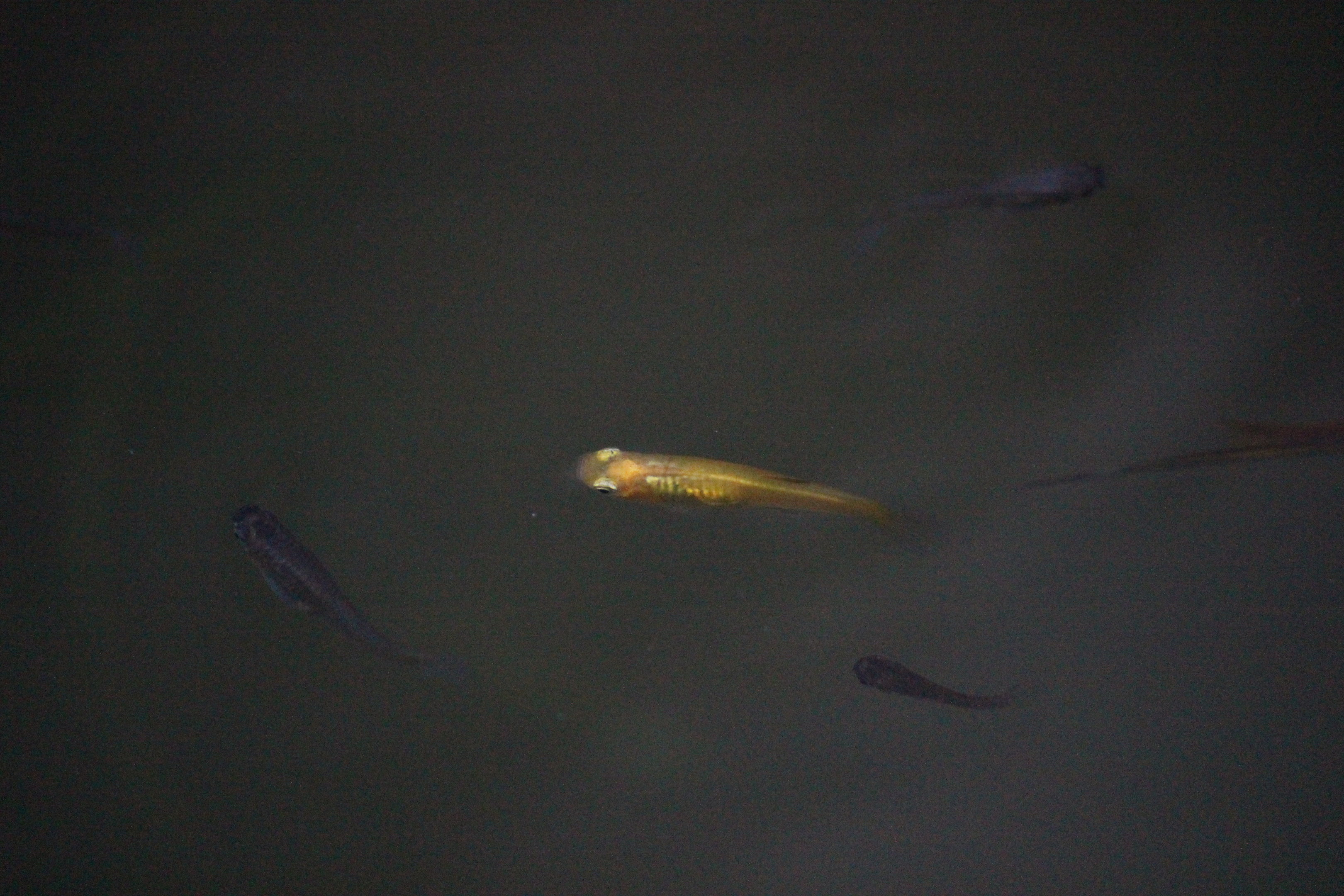 Guppy, Begonia House (Wellington Botanic Garden)