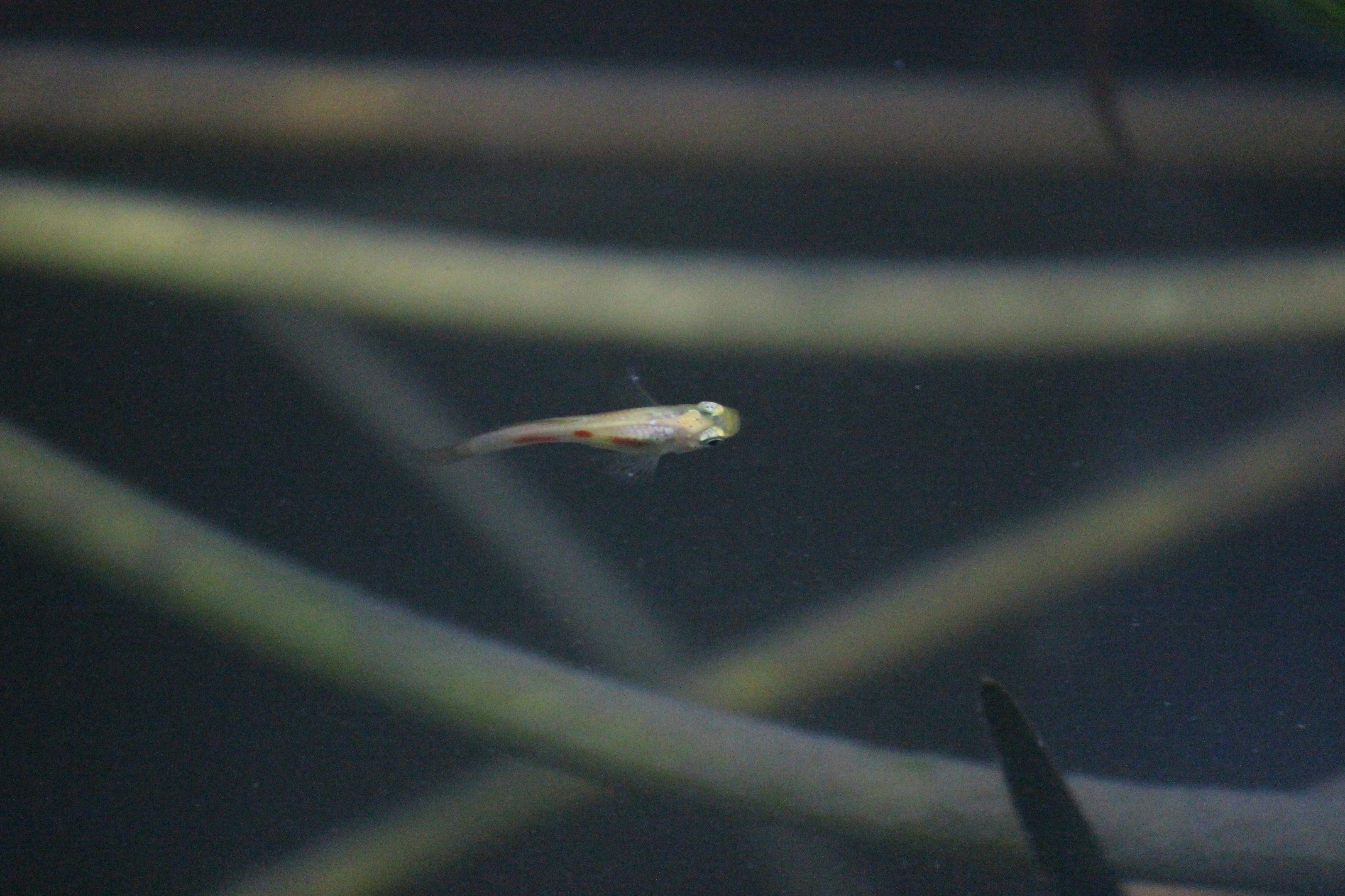 Guppy, Begonia House (Wellington Botanic Garden)