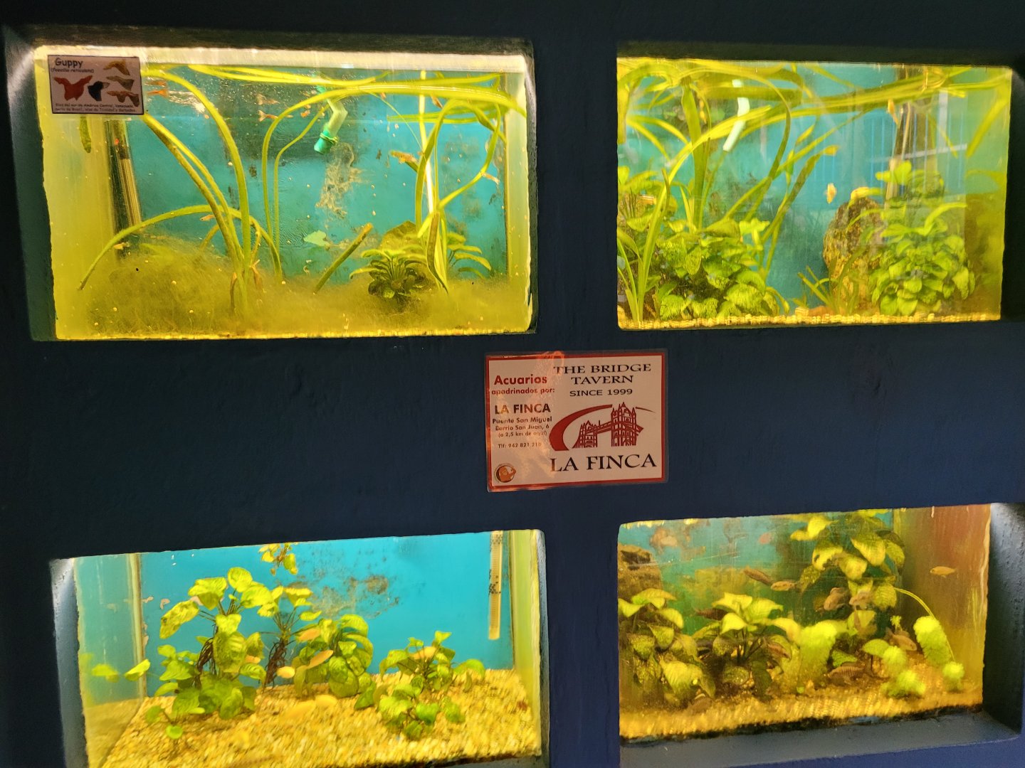 Guppy exhibit and nursery -Zoo de Santillana del Mar (2023)