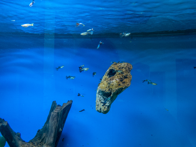 Guppy (Poecilia reticulata)