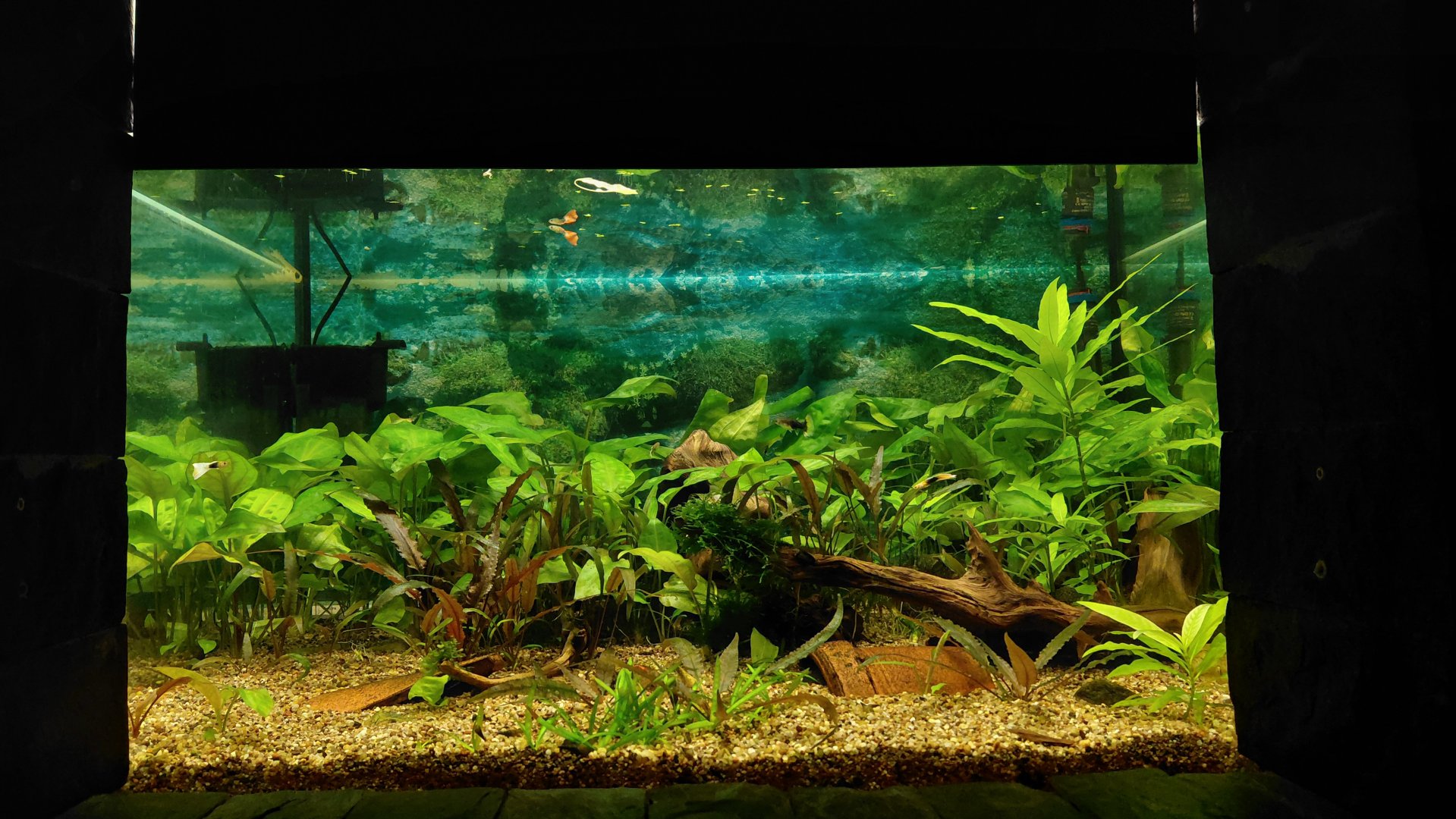 Guppy tank
