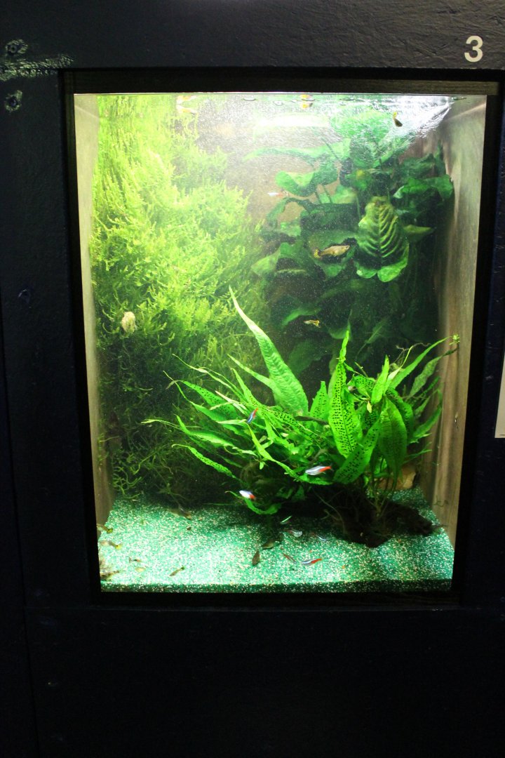 Guppy - Tetra Aquarium