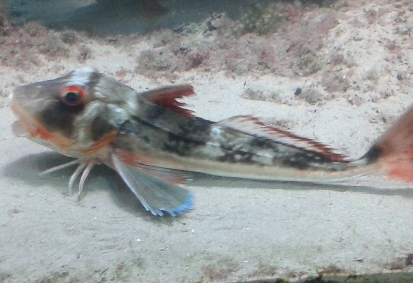 Gurnard species