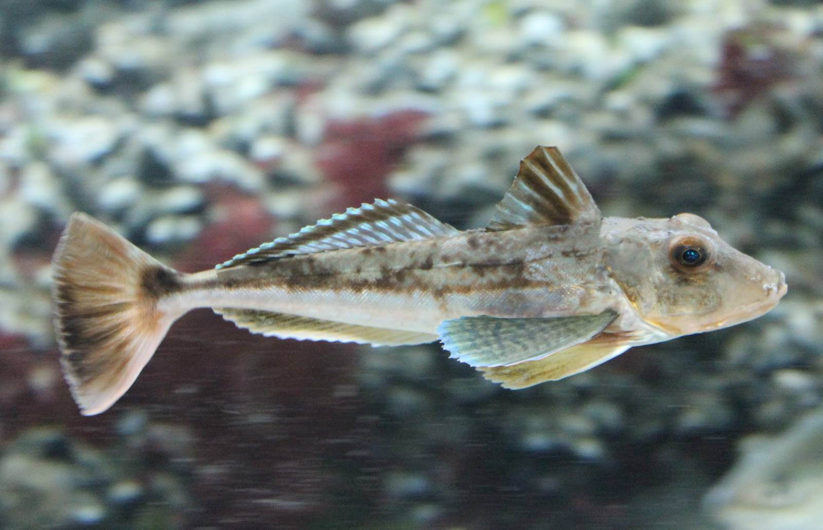 Gurnard species