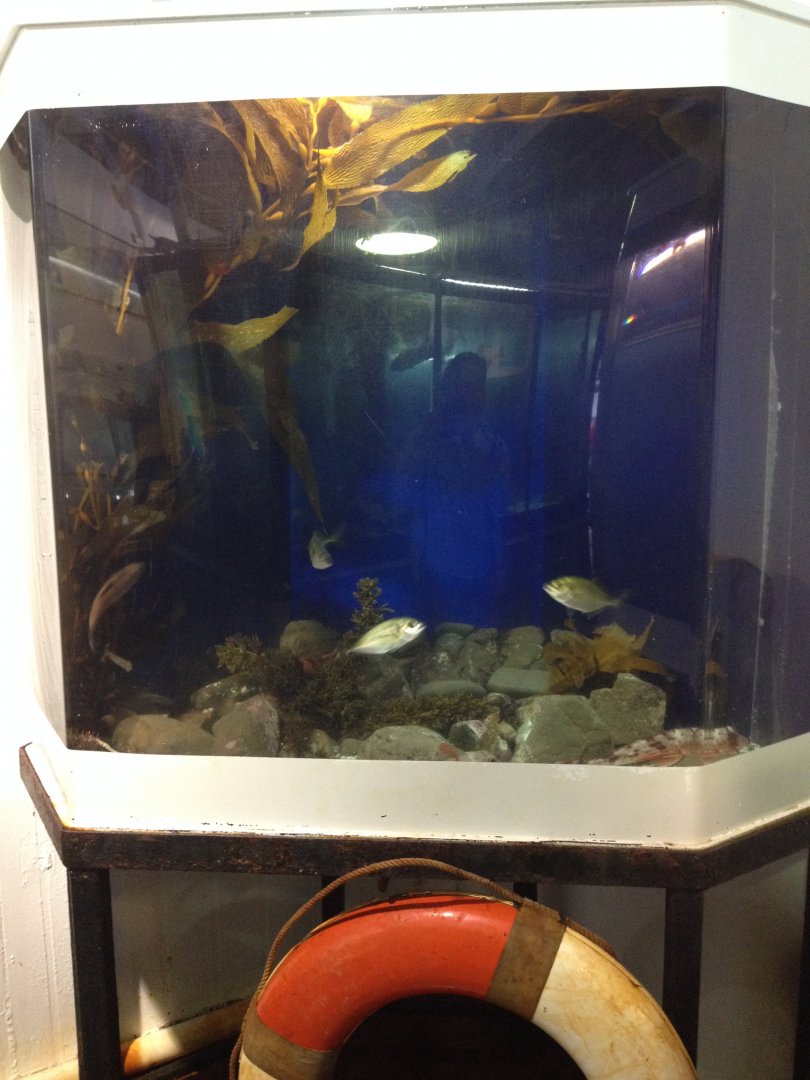 Gurnard tank