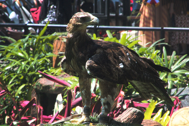 Gurney's eagle (Aquila gurneyi)