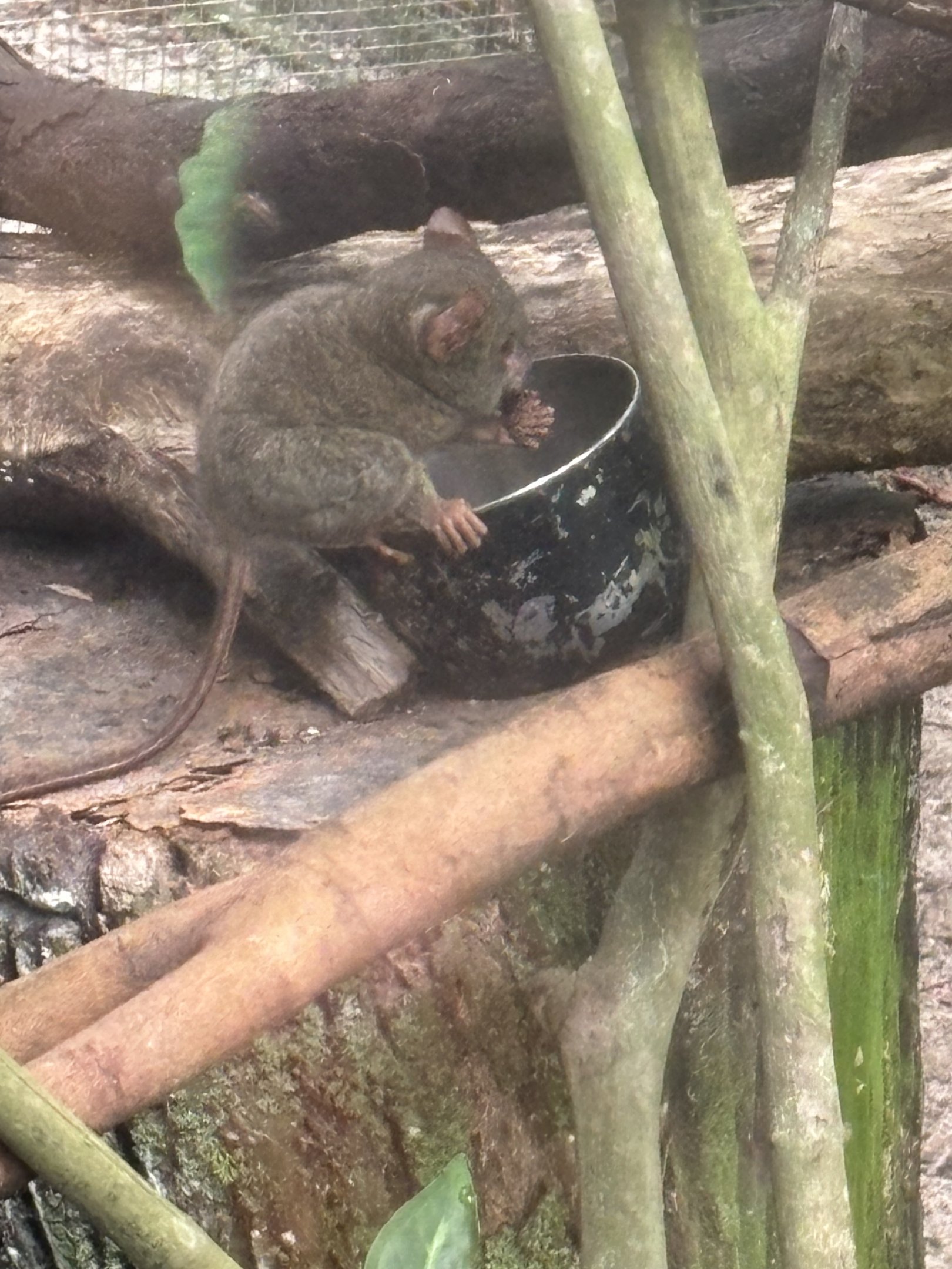 Gursky’s Spectral Tarsier