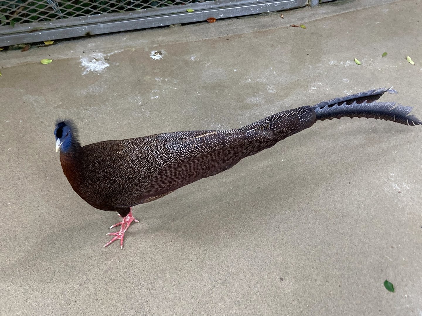 Gus the Great Argus (8/8/24)