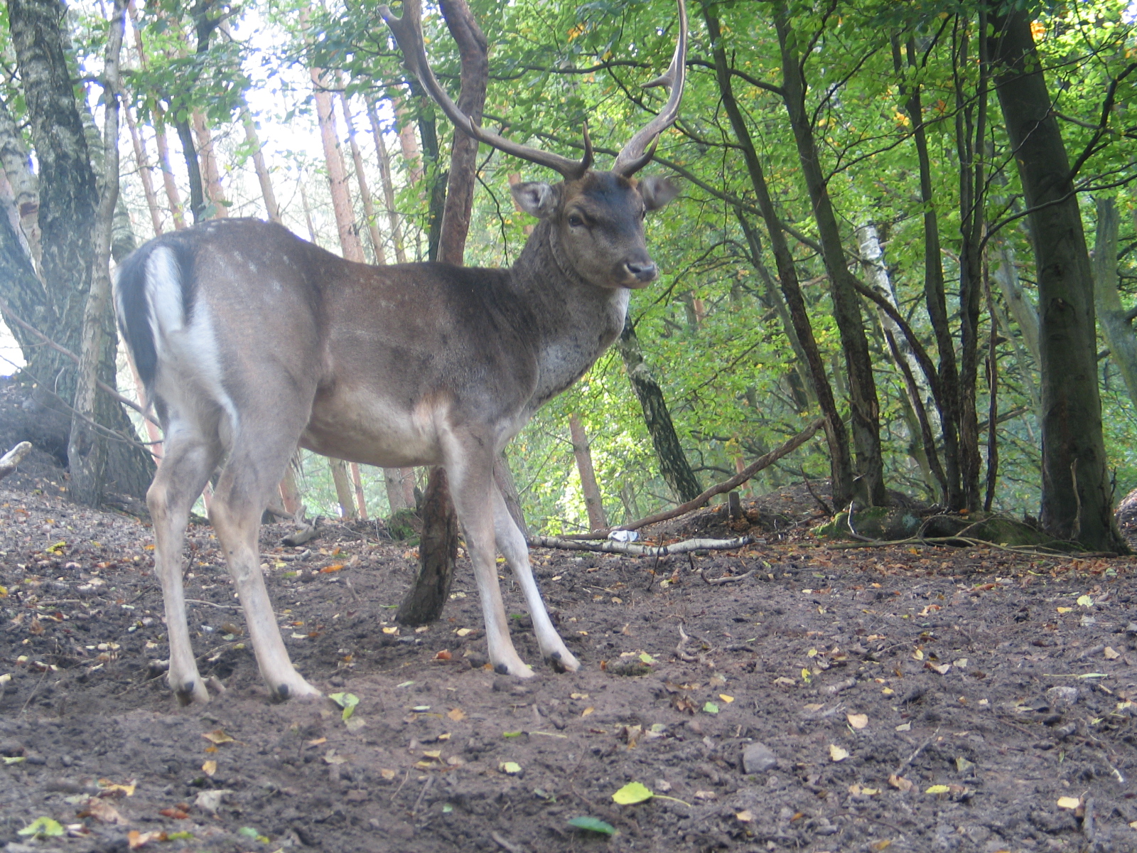 Gustrow, NUP / October 2005