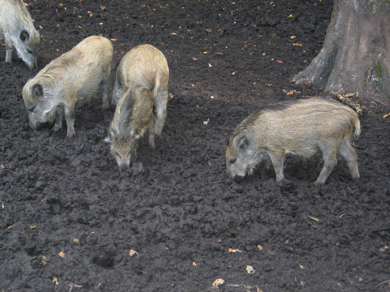 Gustrow, NUP / October 2005