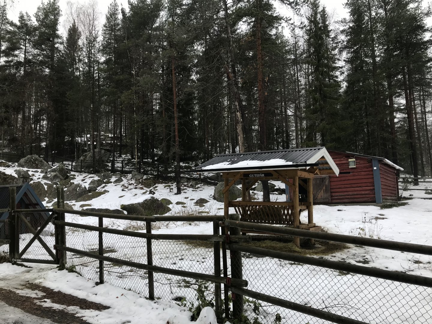 Gute sheep from Gotland