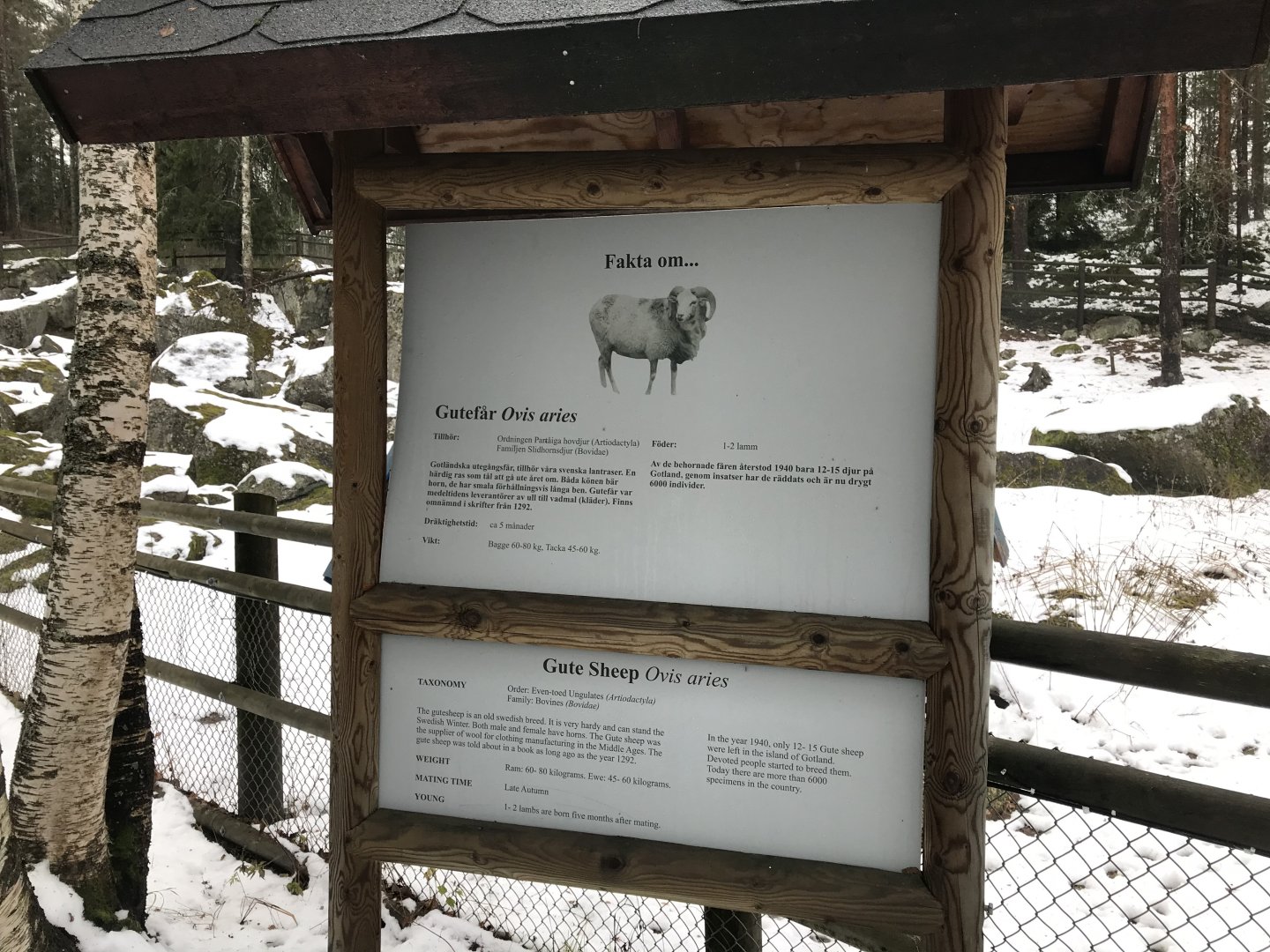 Gute sheep from Gotland