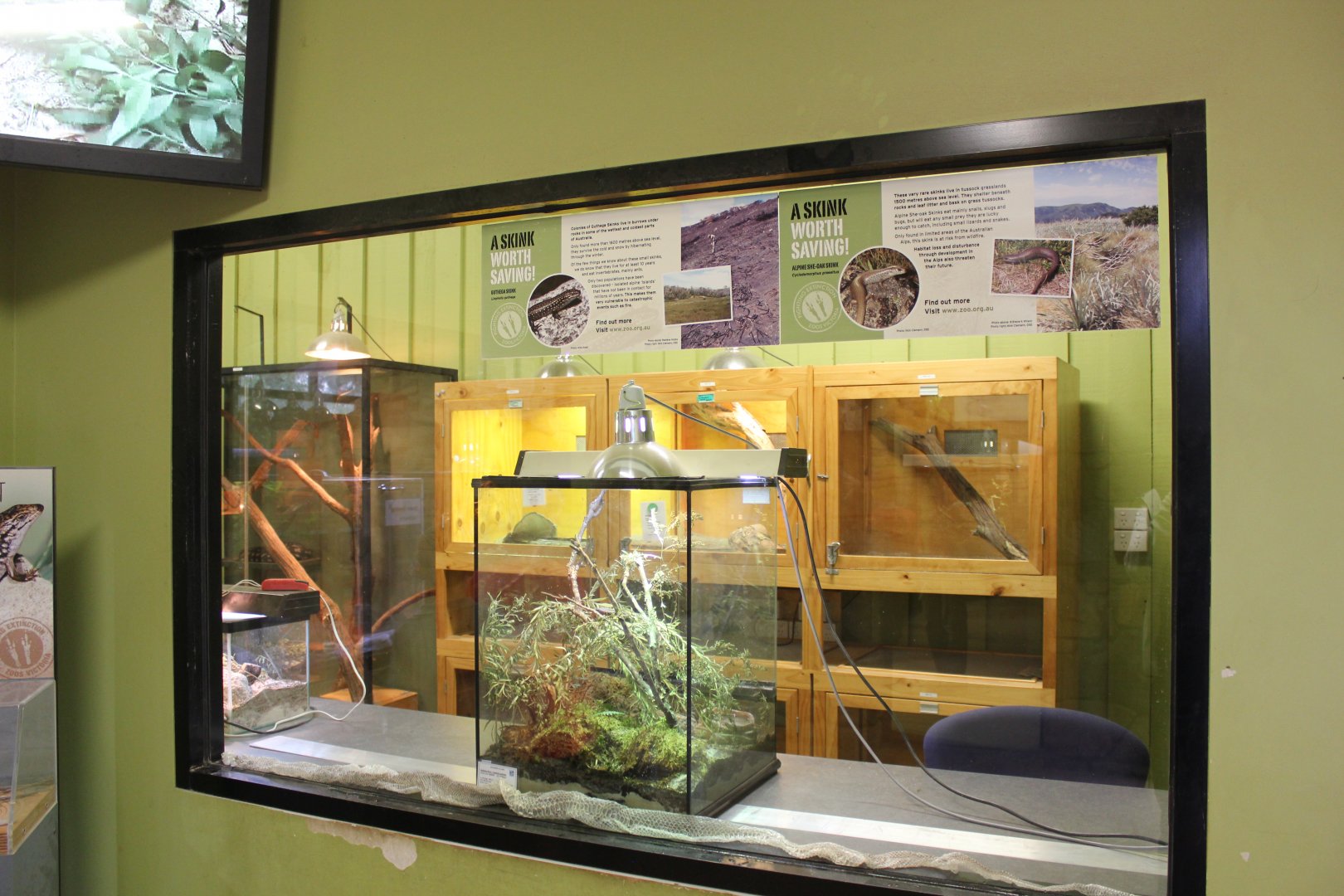 Guthega Skink exhibit