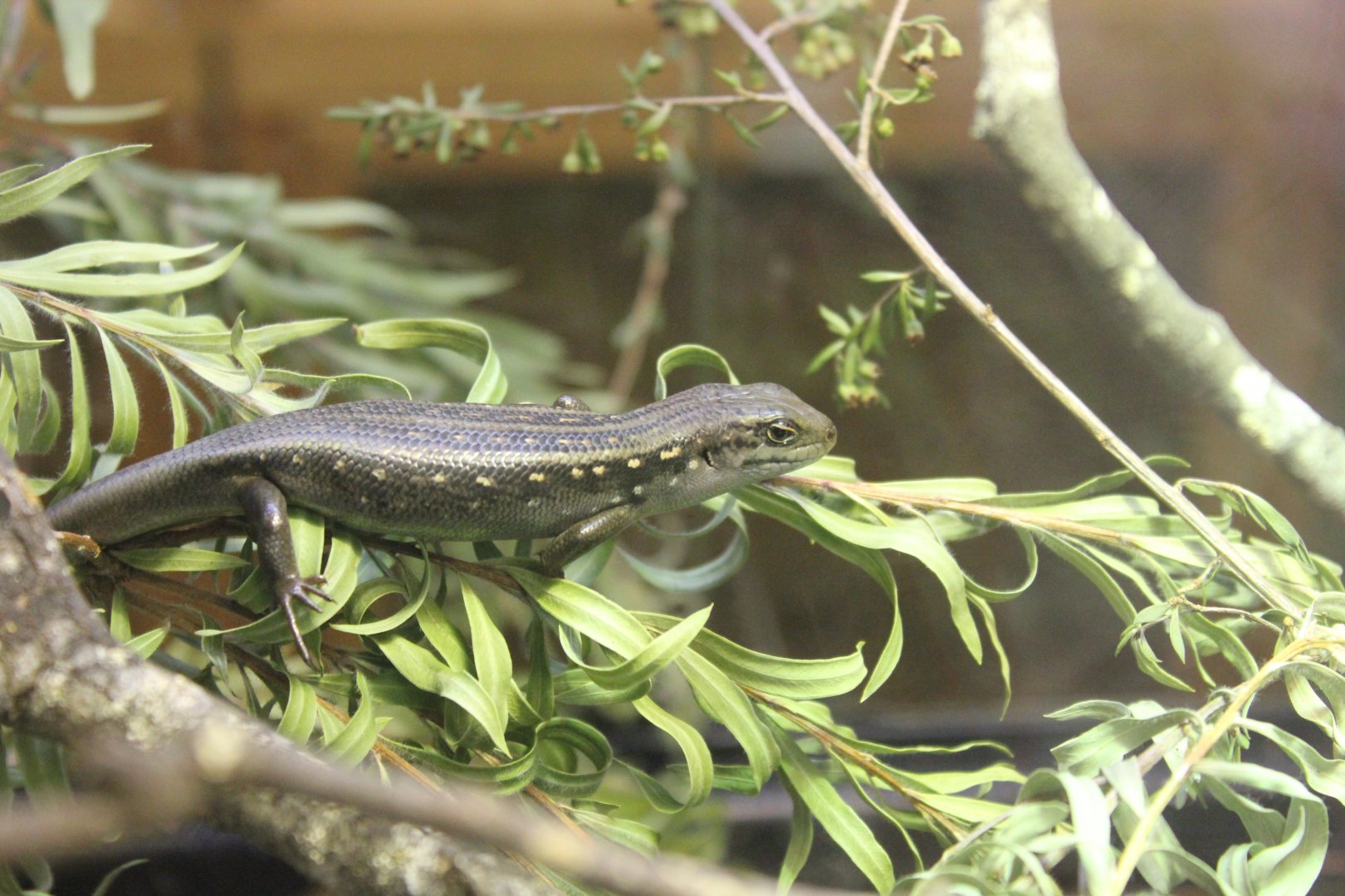 Guthega Skink (Liopholis guthega)
