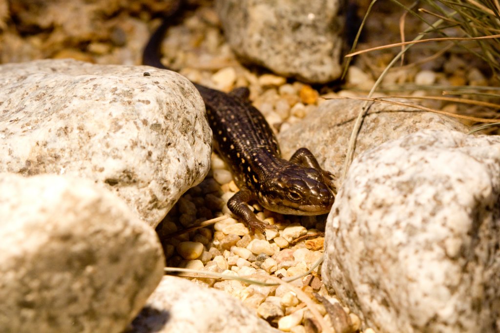 Guthega Skink