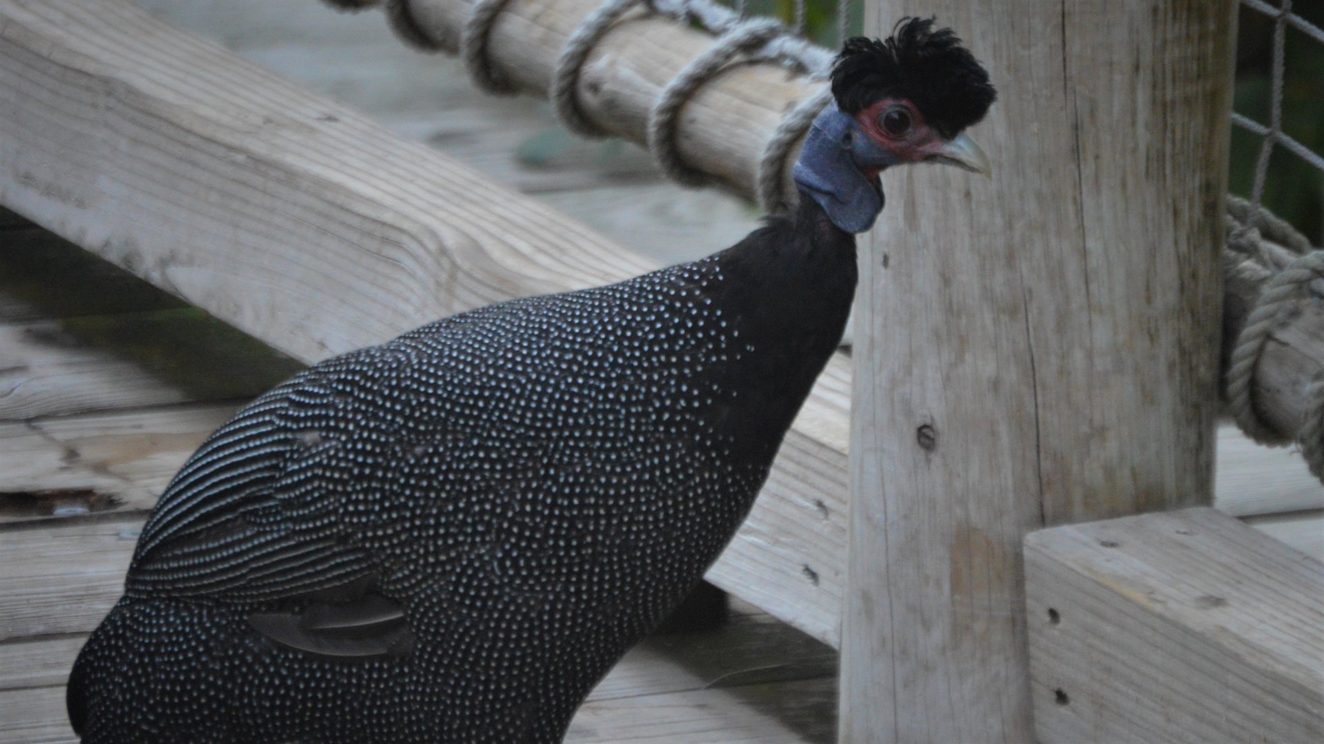 Guttera pucherani pucherani