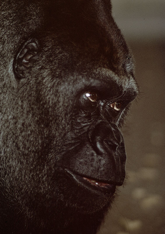 Guy the gorilla 1976