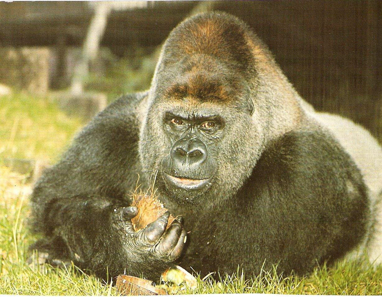 Guy the gorilla at London Zoo