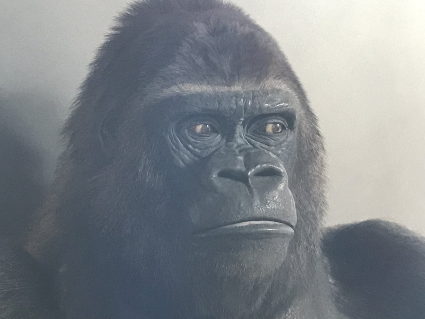 Guy the gorilla closeup