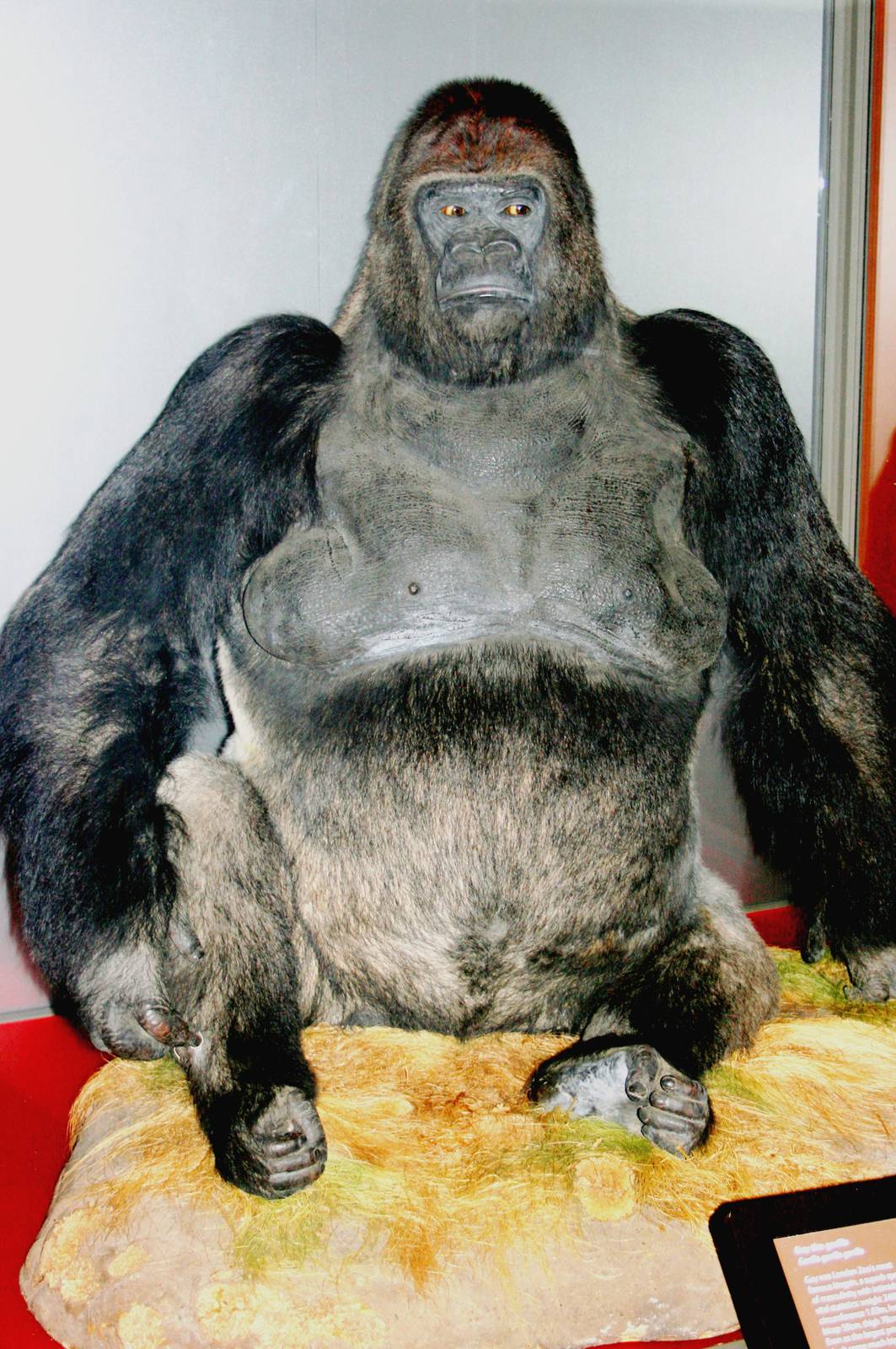 Guy the gorilla; Natural History Museum; 8th May 2011